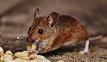 24 Hour & Emergency Exterminators in Camp Lejeune, NC